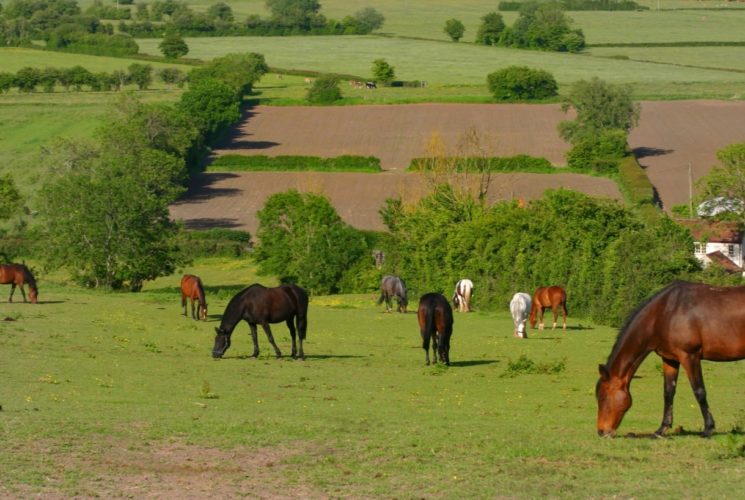 Field of horses grazing on green grass