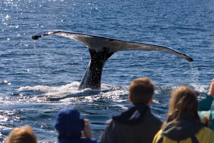 People watching a whale in the water