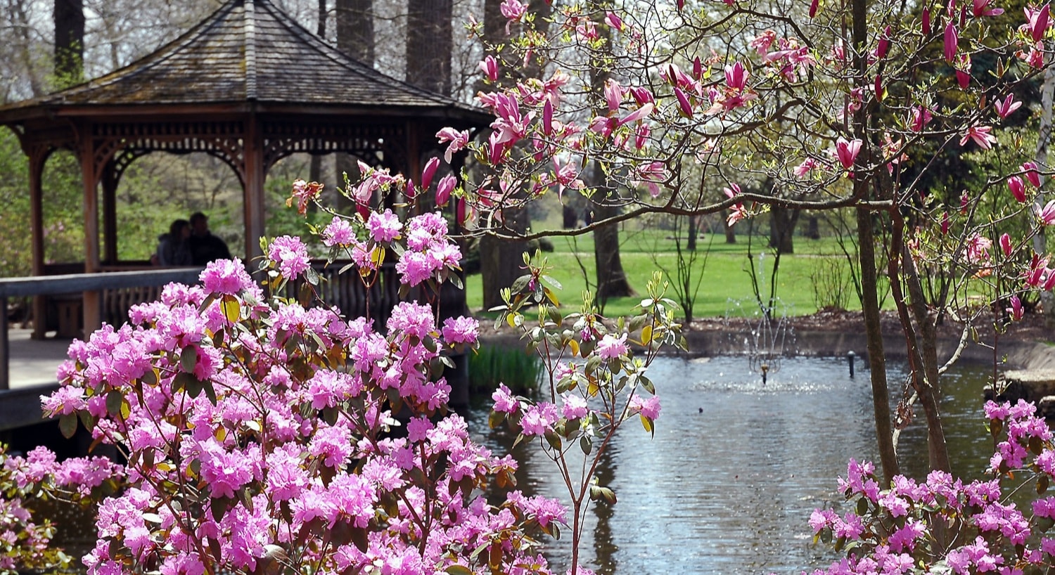 Close up view of trees with pink flowers with wooden gazebo in background