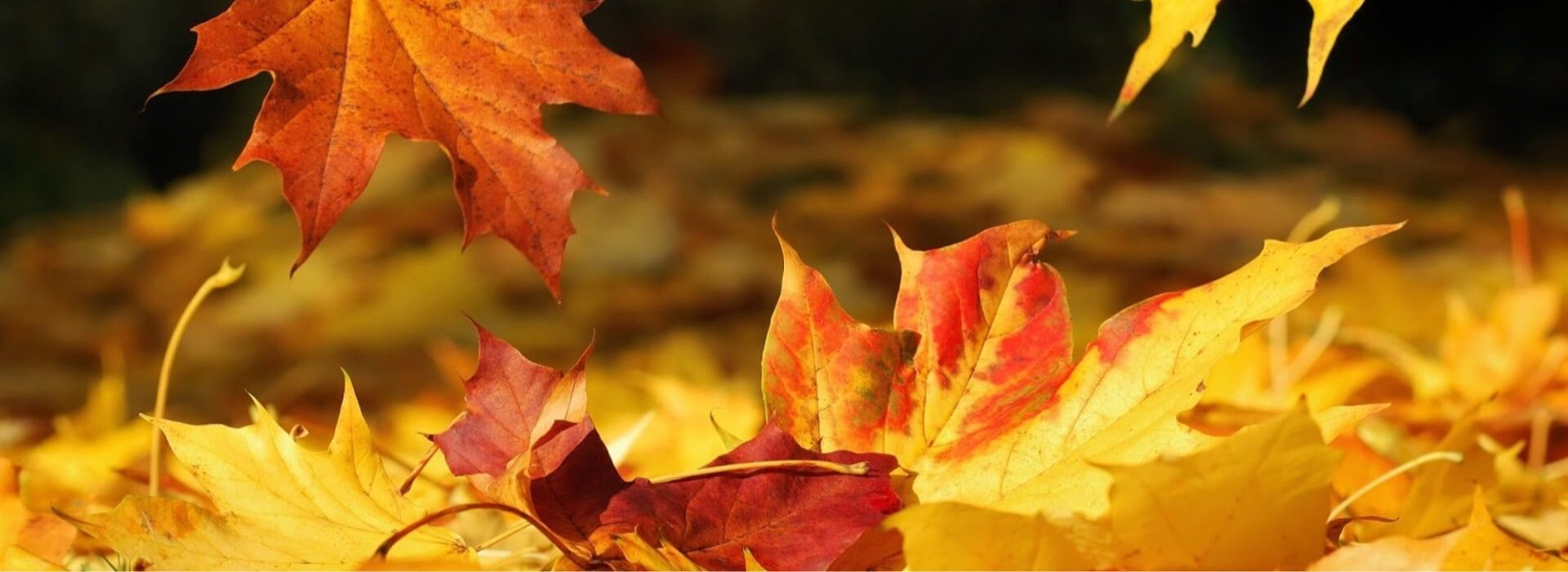 Orange and yellow leaves