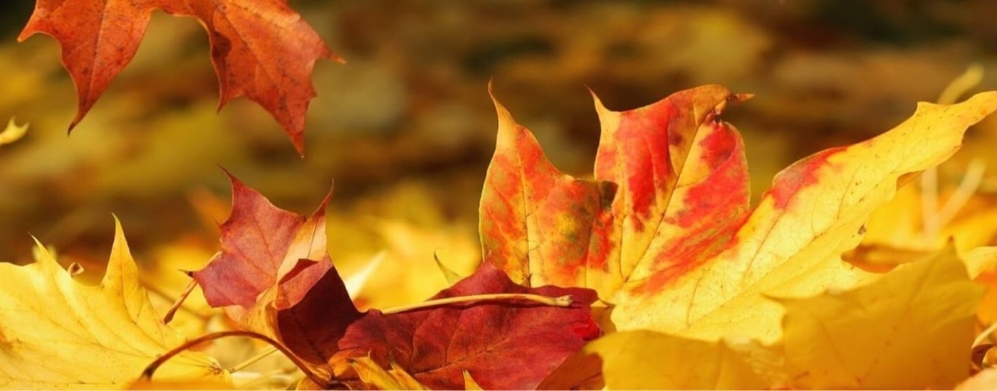 Orange and yellow leaves