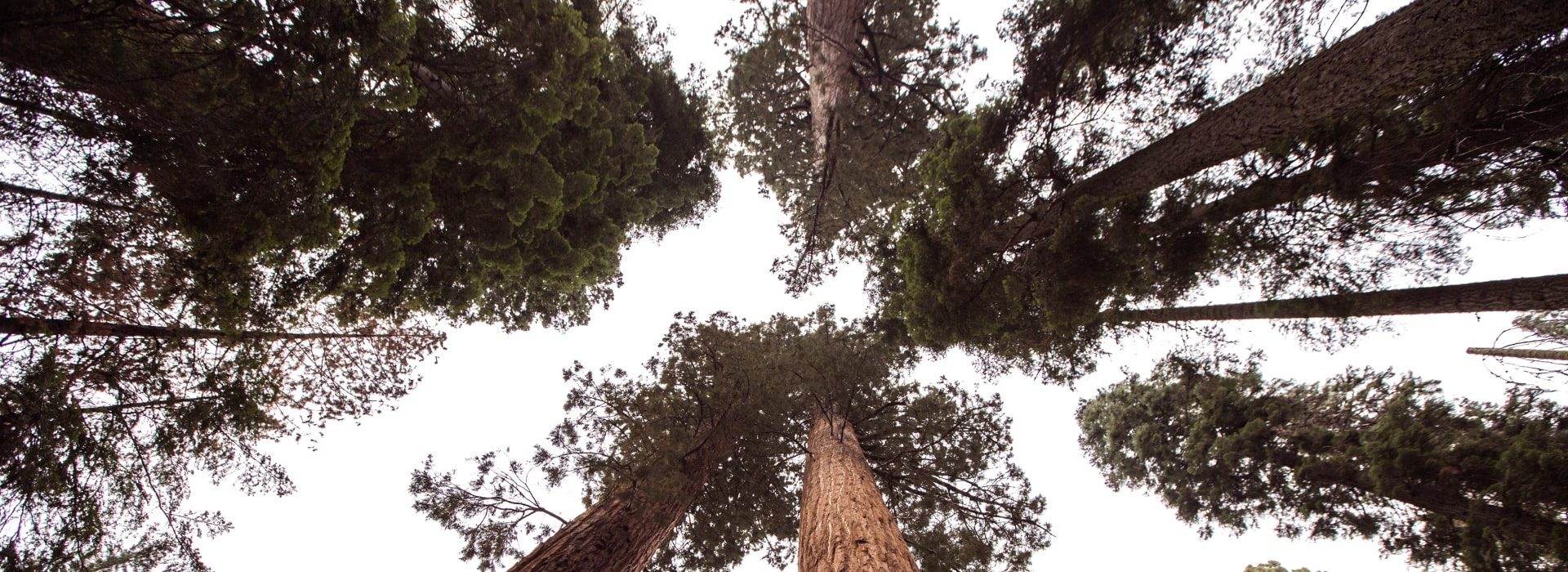 View of large trees from the ground looking up to the sky