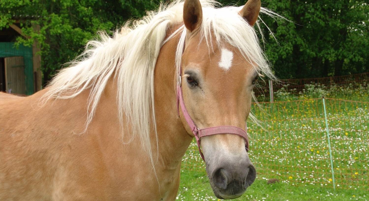 Close up view of light brown horse with blonde mane