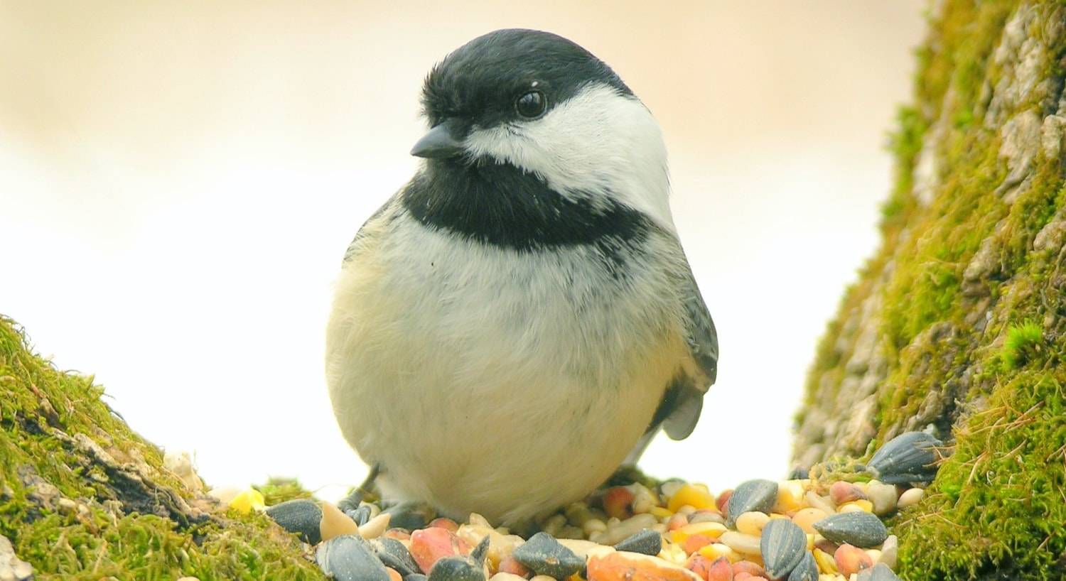 White and black bird sitting in a pile of seeds