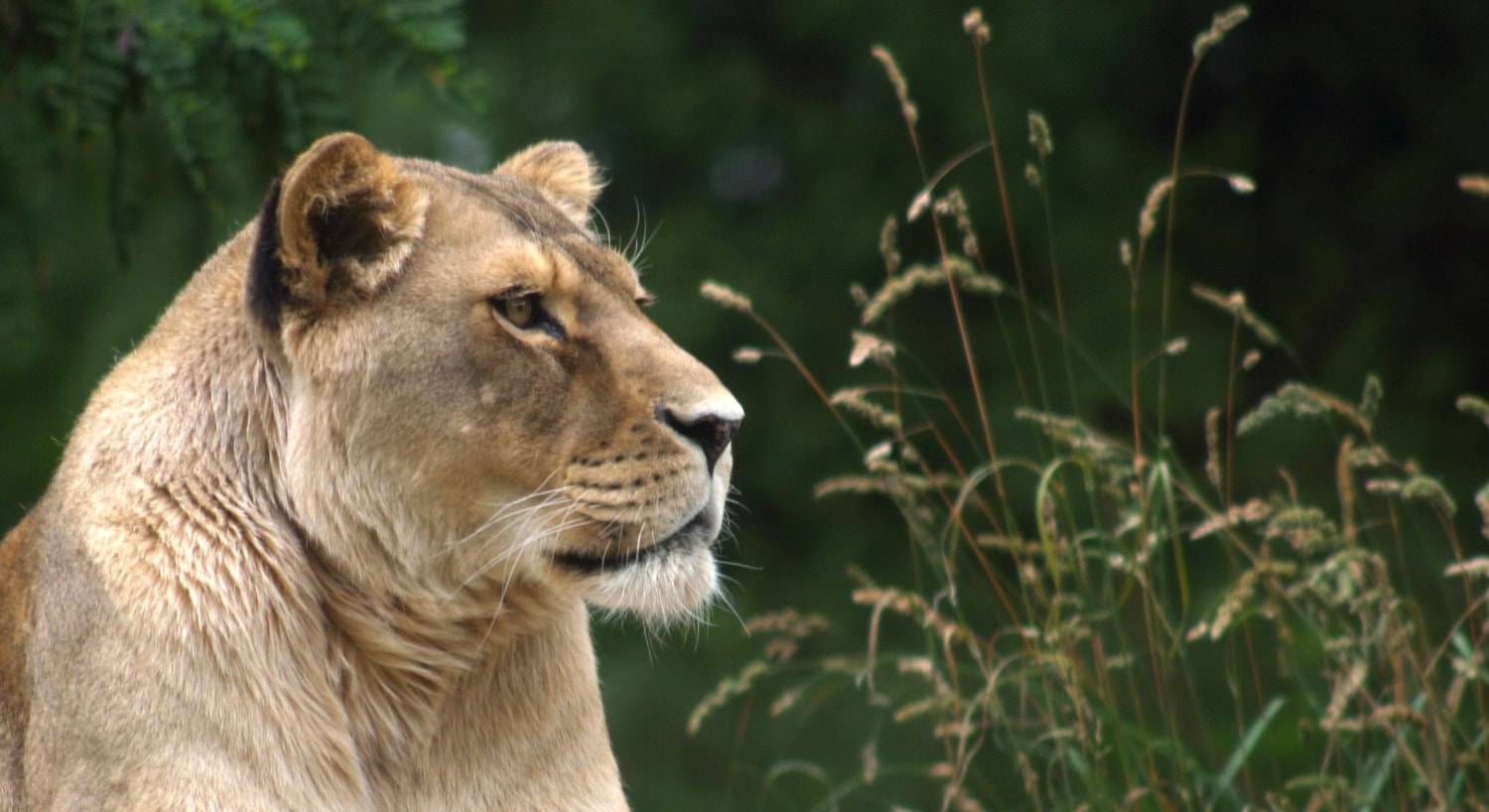 Female lion staring off to the side